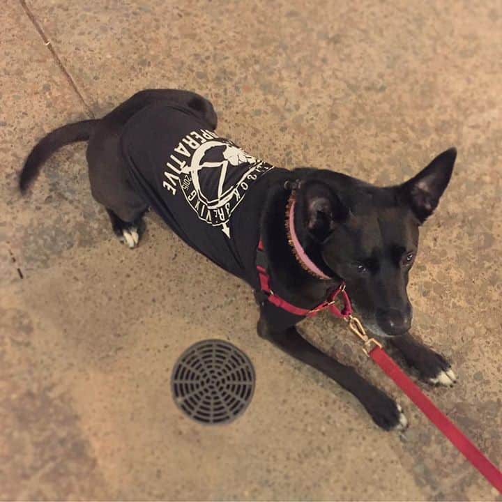 Today’s the day! Maya’s wearing her official Broken Clock Brewing dog shirt in honor…