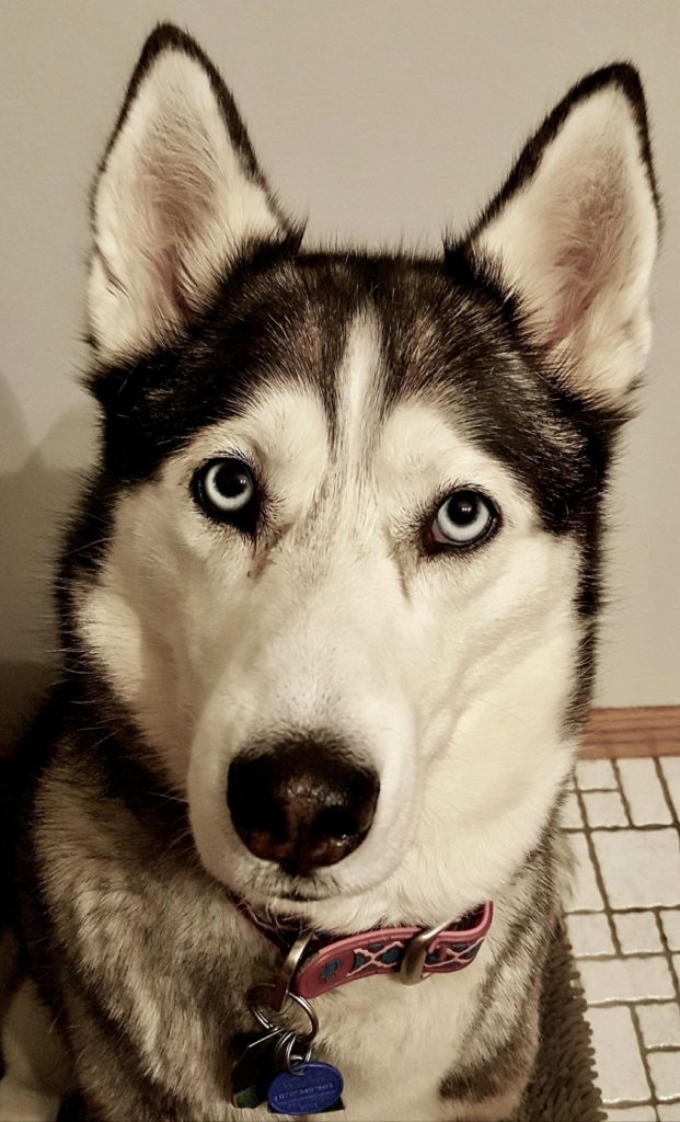 Please meet Skai! Skai loves to go for walks, play in the snow and stalk squirrels a…