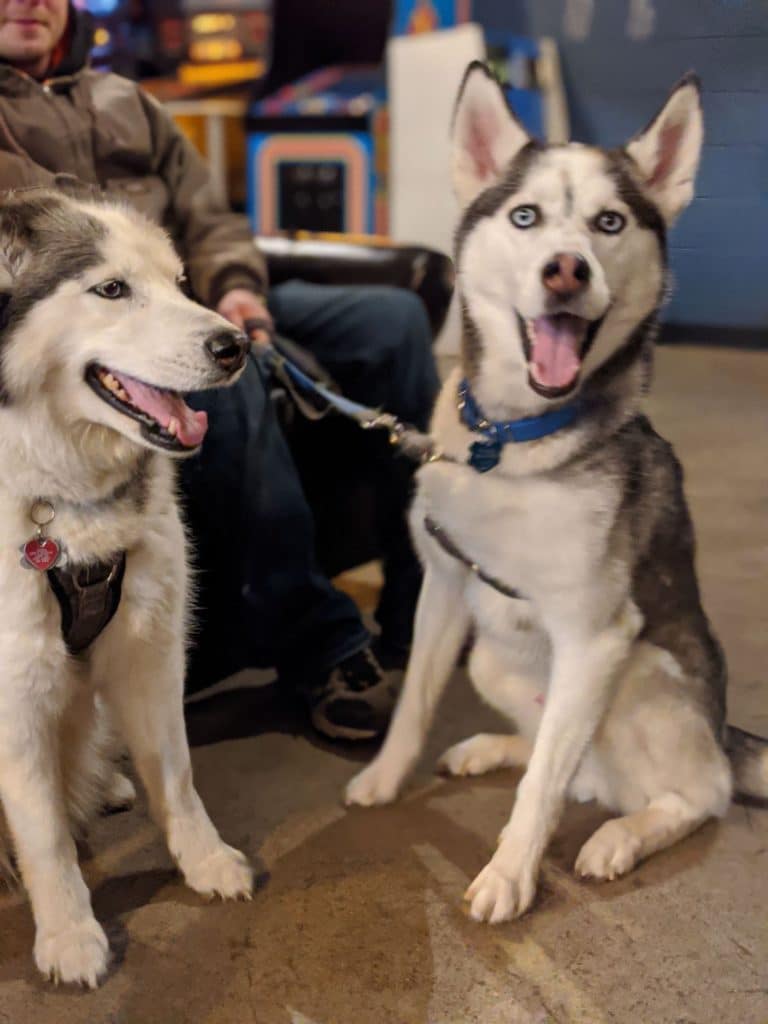 We had such a blast last night at our second monthly dog meet-up! We got to meet ado…