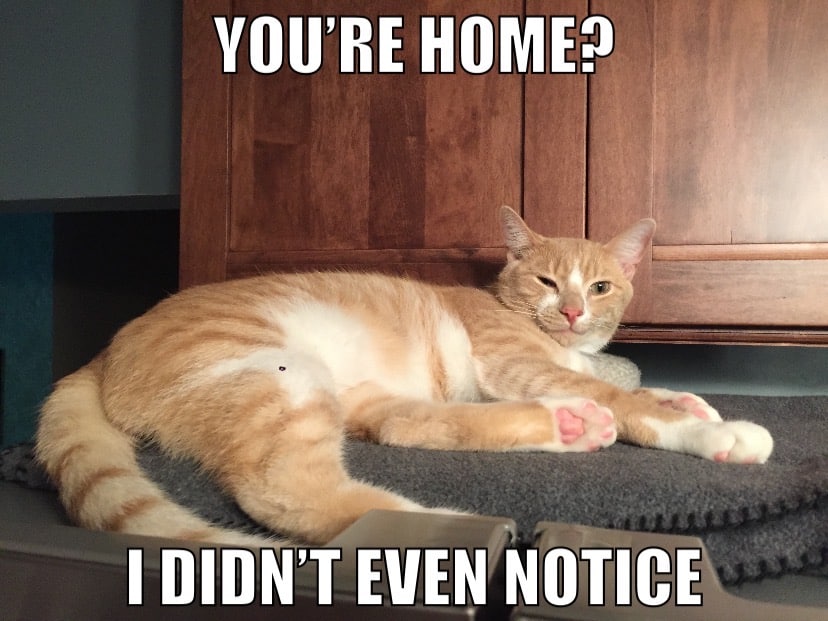 How are your pets enjoying all your time together? Drop a pic below of how your pet …