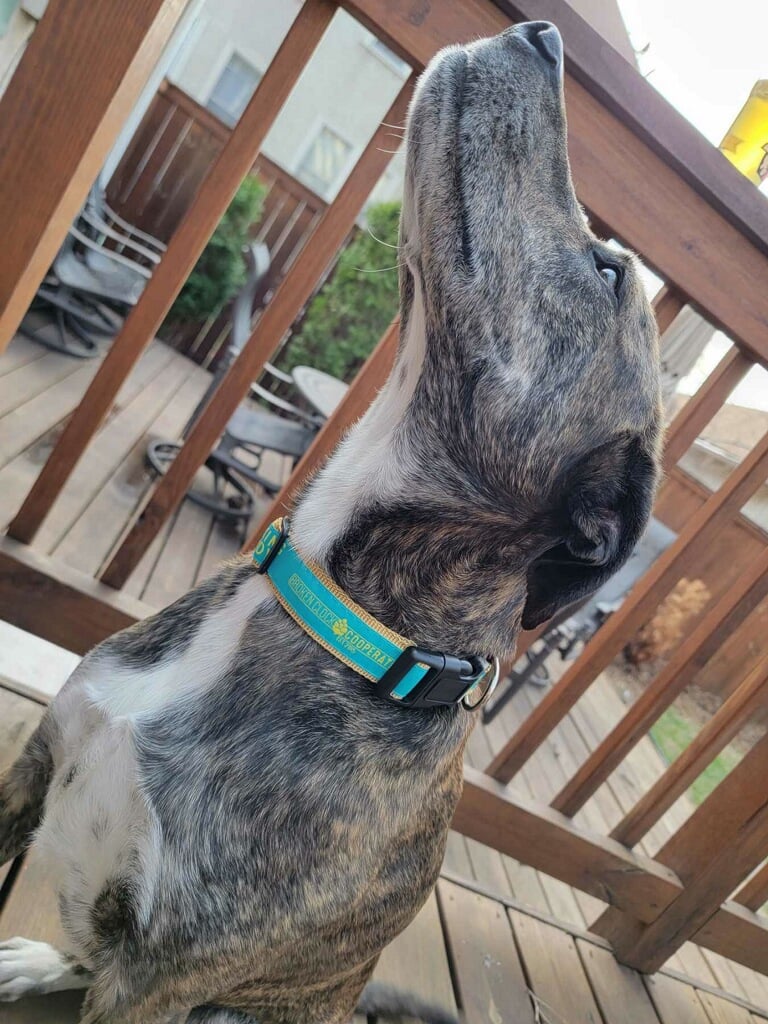 Brand new dog collars are now available for purchase in the taproom or on our on