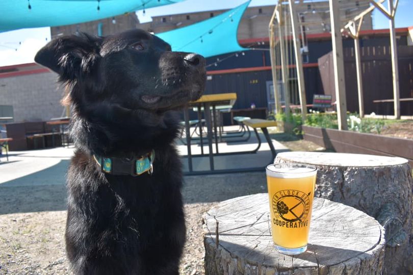 The sun is shining and the beers are flowing! Grab your best fur friend and stop