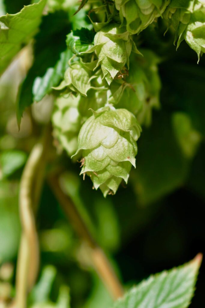 Our hop wall is flourishing! Come check it out today, doors open at noon! 🍻